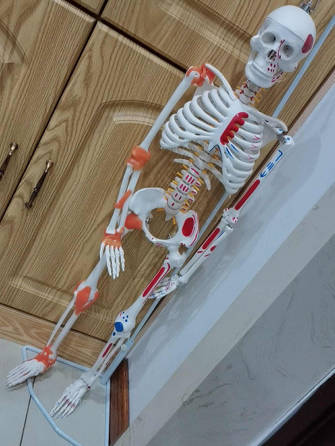 85cm人体骨骼带神经带椎间盘模型骨架附肌肉起止点着色及韧带模型