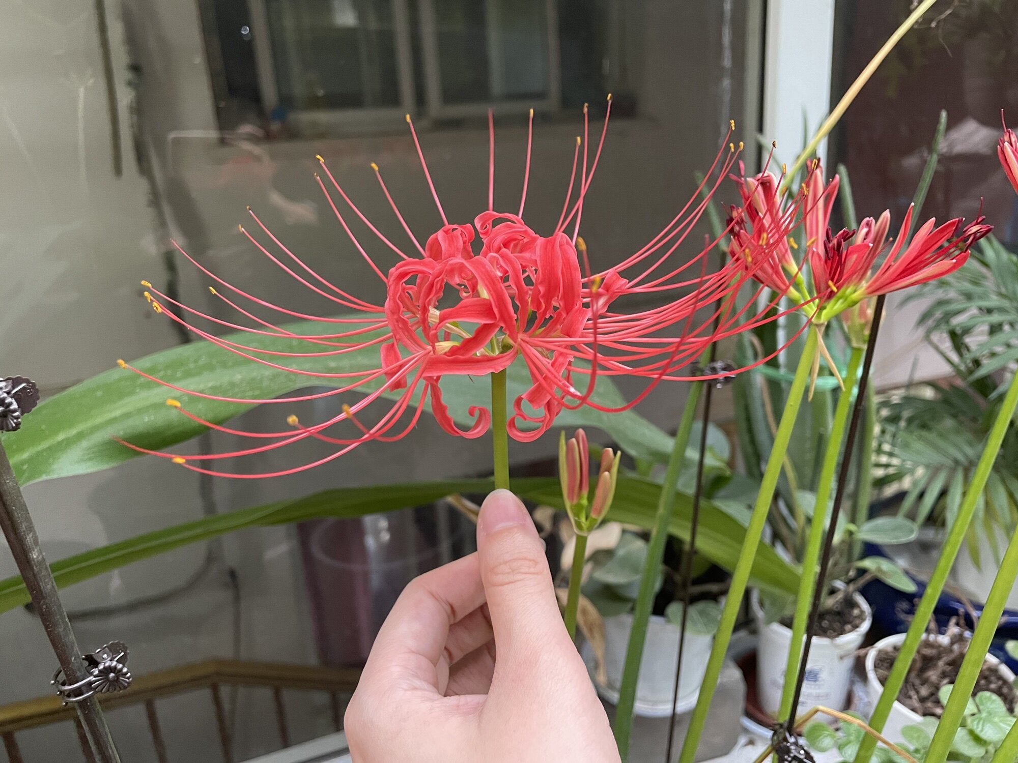 ハンドメイ 彼岸花球根個の通販 By 太陽 S Shop ラクマ やネズミや Mcmc Gr