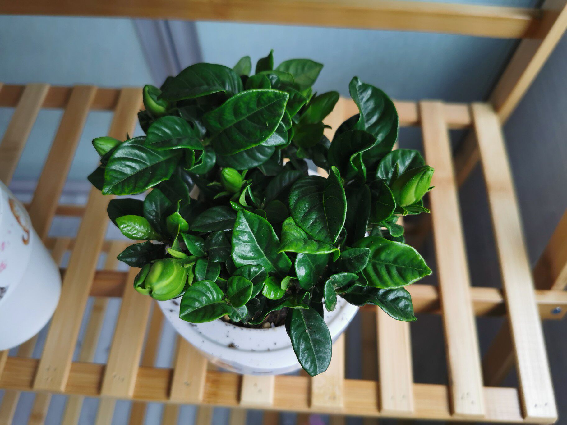 黄金葛盆景吊兰盆栽花卉客厅室内发财树懒人水培植物办公室绿植黄金葛