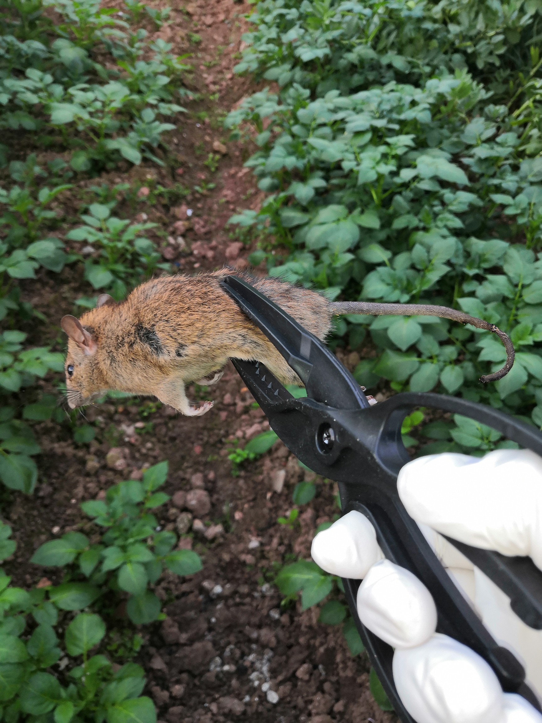 捕鼠器家用全自动电子高压电猫灭鼠驱鼠机抓老鼠夹子笼捉耗子神器