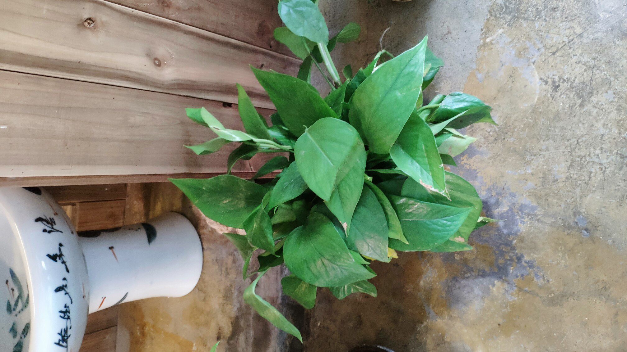 黄金葛植物 绿植四季常青 室内水培水培黄金葛桌面新房除甲醛防辐射