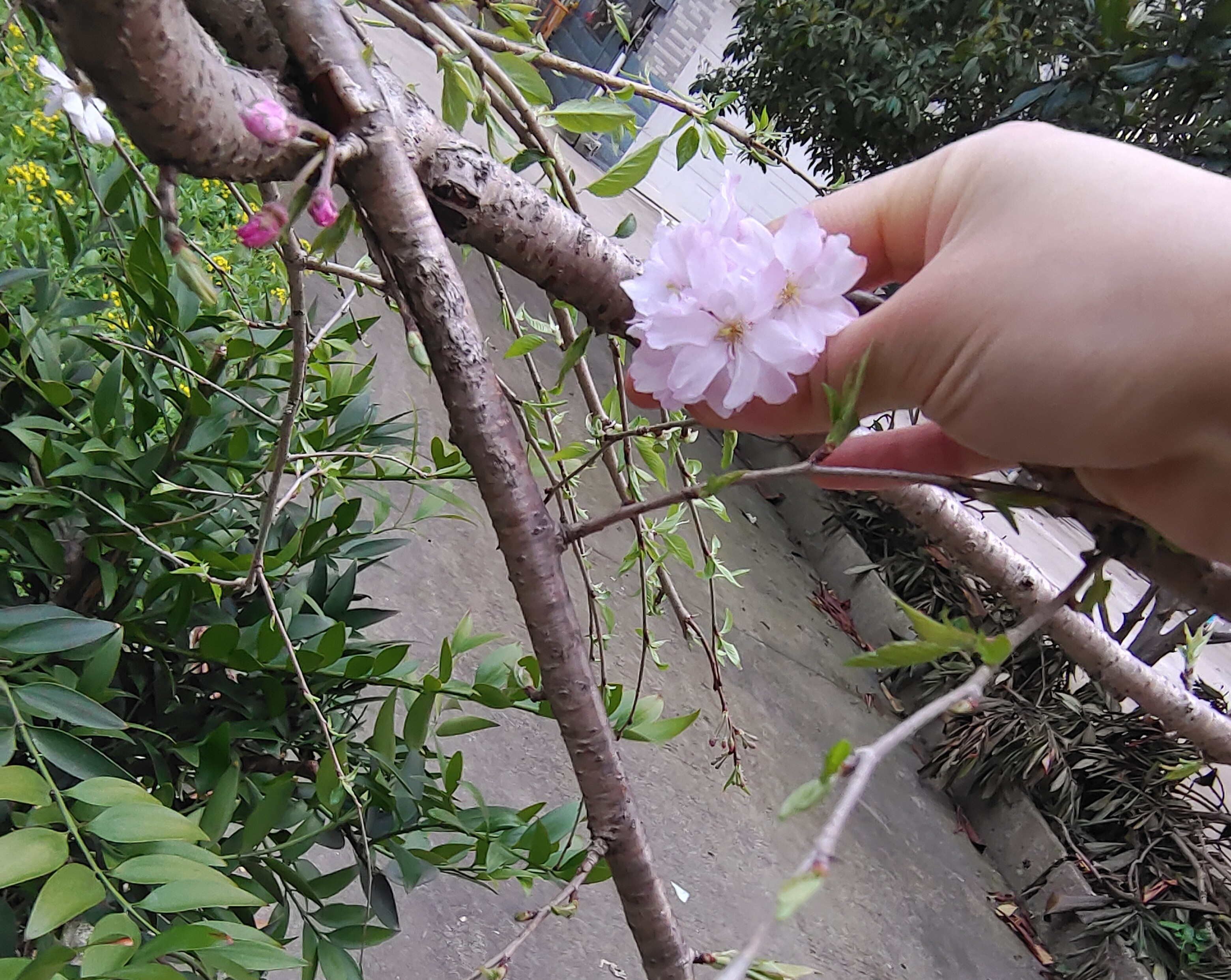 富士桜 桜 さくら サクラ バラ科 小品 現品 盆栽 落葉樹 観賞用 開店記念セール さくら