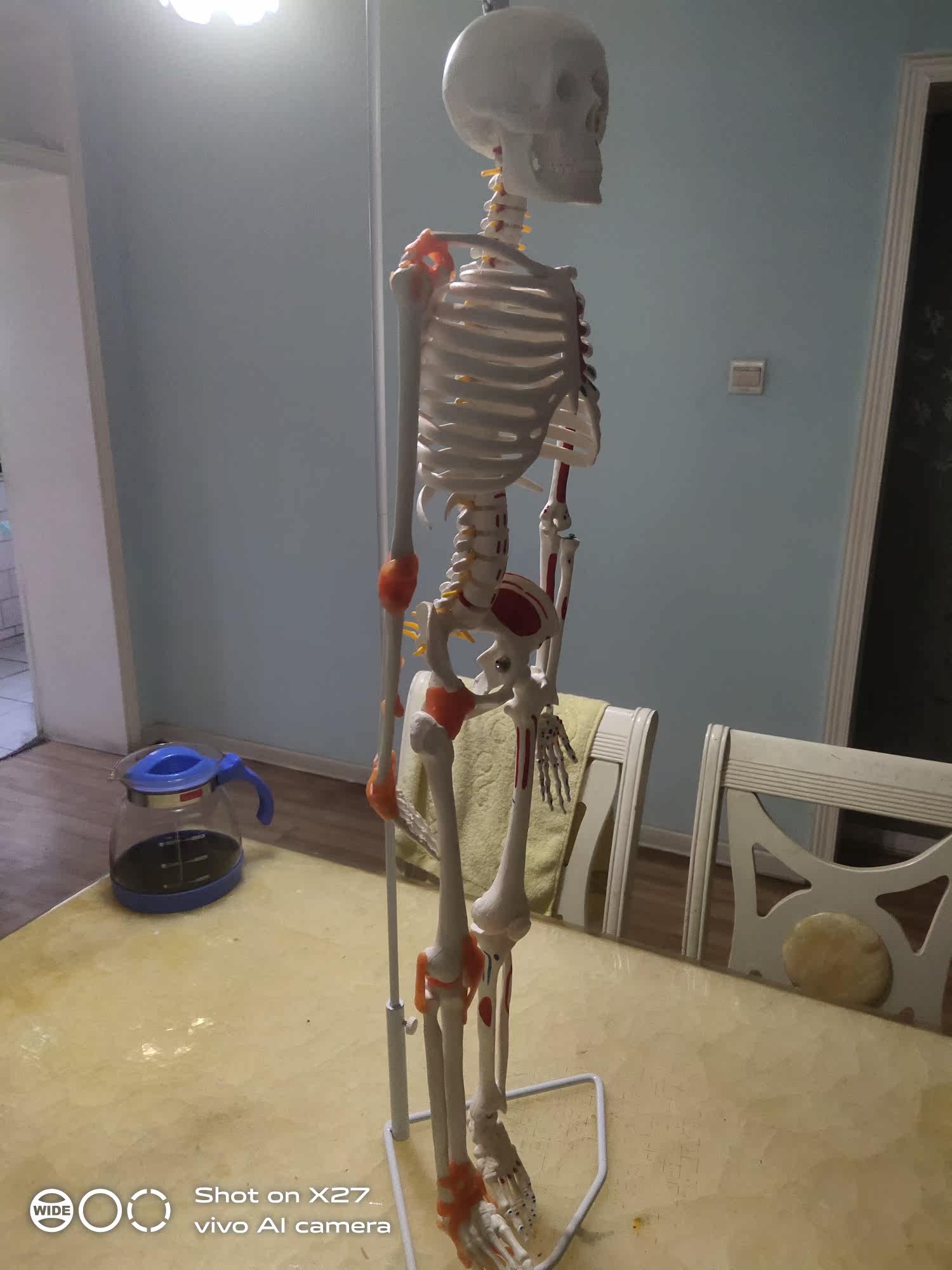 85cm人体骨骼带神经带椎间盘模型骨架附肌肉起止点着色及韧带模型