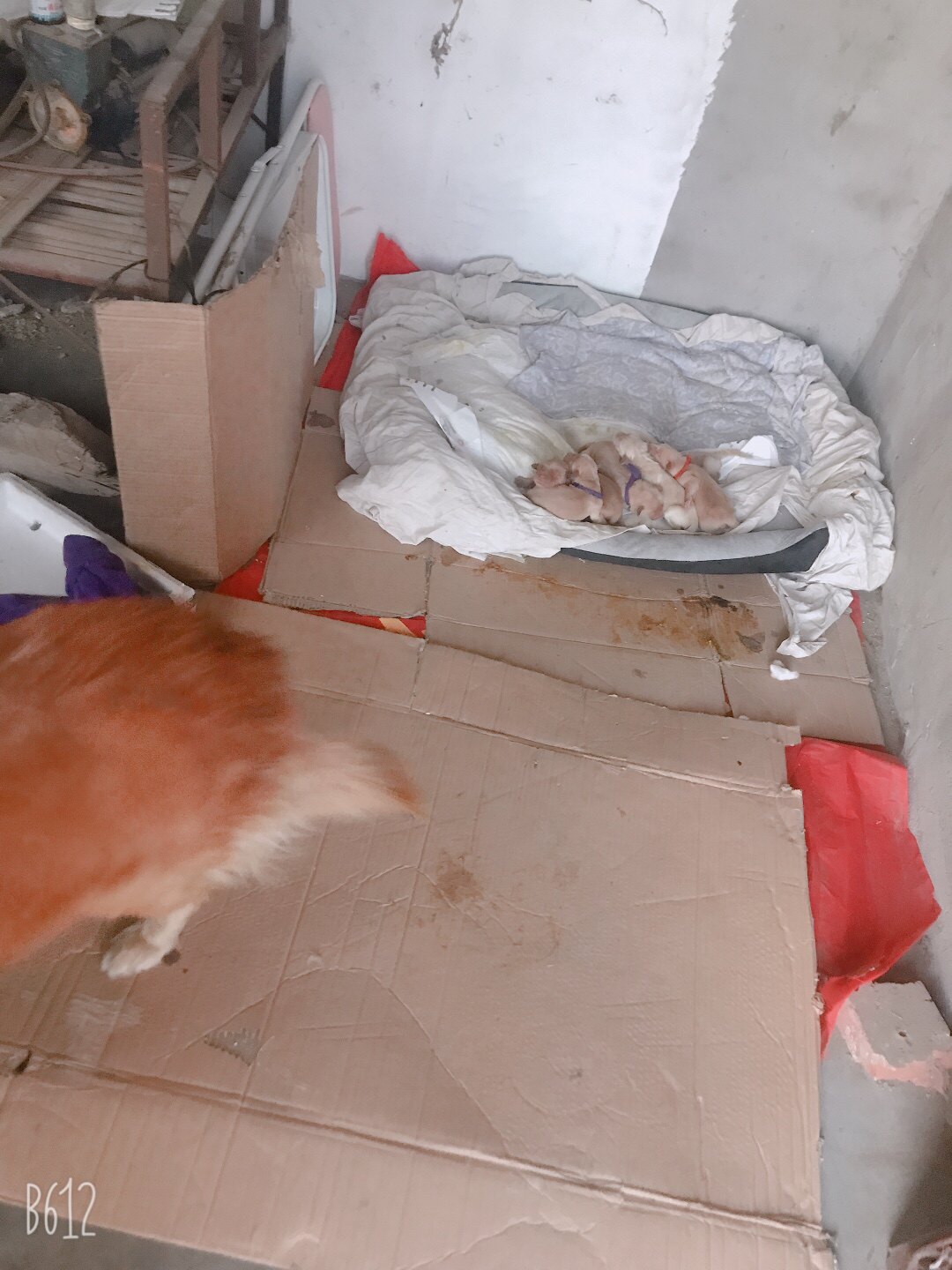 网红狗窝四季通用宠物垫子泰迪小型大型犬狗狗用品牀猫窝冬天保暖