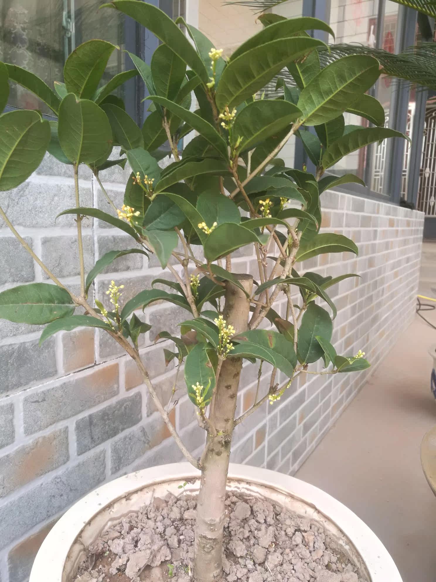 天香台阁桂花盆栽树苗植物一物一拍月月桂带花开盆景含盆原生矮株