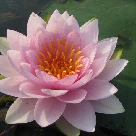 霍兰迪亚 中大型粉红睡莲盆栽水生植物种茎湖南美丽莲花园杨德高