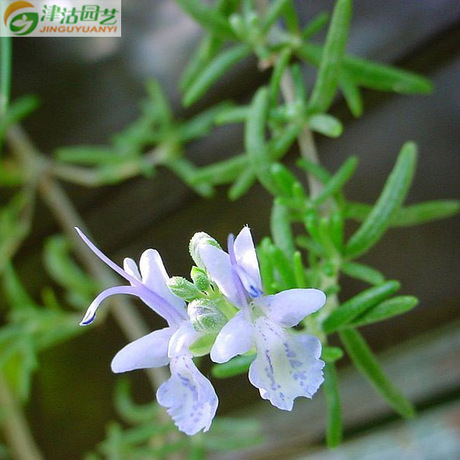 爱逛街为您找到包邮花卉种子相关的宝贝,您可以在下面的板块中挑选