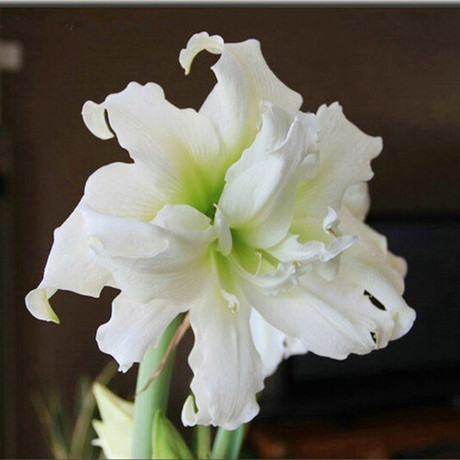 荷兰进口 重瓣大花 洋朱顶红-冰皇后 大球 11月底到货 买3个包邮