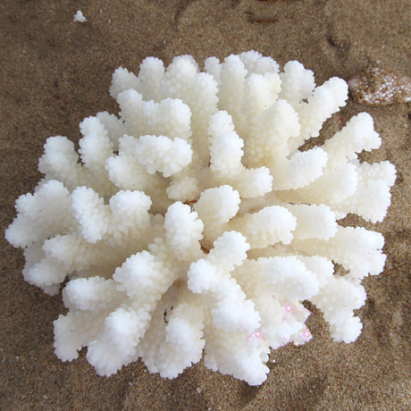 包邮白珊瑚摆件盆景菜花家居装饰品贝壳海螺11cm鱼缸水族地台婚庆