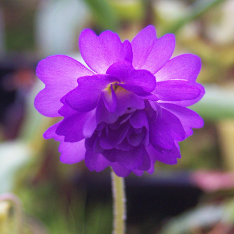 食虫植物-樱叶捕虫堇(重瓣)[p.primuliflora(rose)]生日礼物