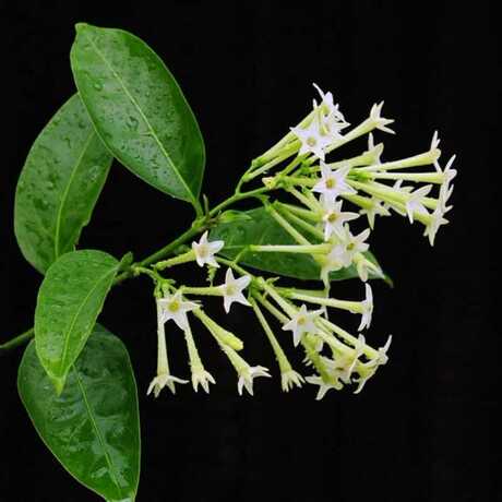 室内绿色盆栽净化空气夜来香别名夜香花夜兰香驱蚊树花苗当年开花