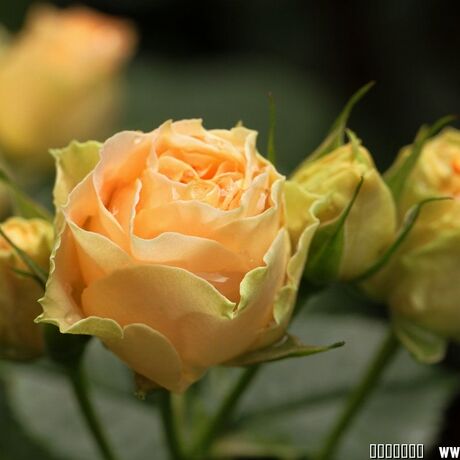 古董蕾丝 左岸春天月季园 经典品种