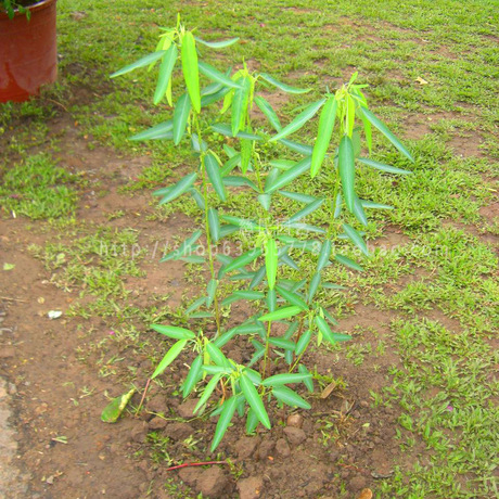跳舞草种子 风流草 会跳舞的植物 随音乐而舞动 奇特 罕见 盆栽