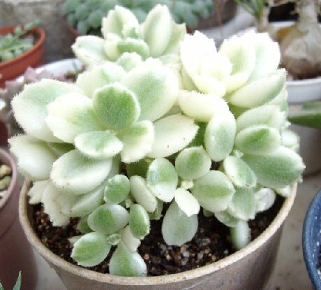 王木木园艺 多肉植物 白熊 熊童子白锦 有根/无根 一物一拍老桩