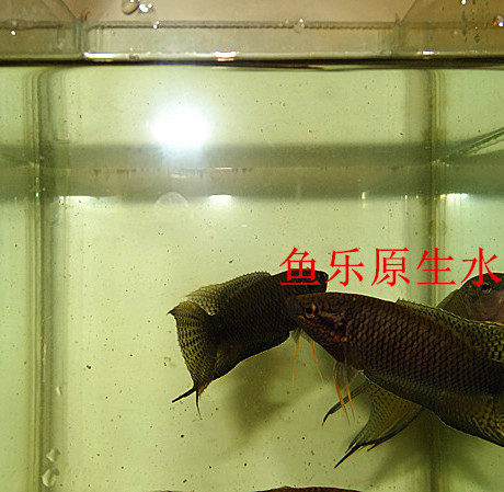 中國鬥魚 普叉 藍叉 藍型越黑 魚苗