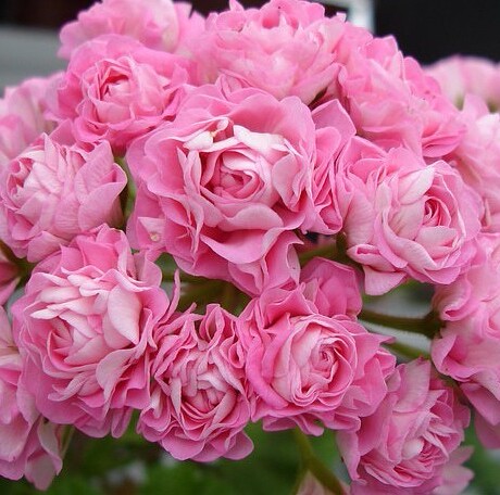 全重瓣玫瑰直立天竺葵 编号t817粉碗(6.7厘米方盆假植苗 预售)