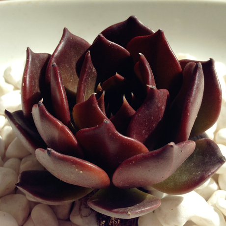 黑王子多肉植物黑王子大部分黑色有根大棵10cm客厅绿植盆栽好养