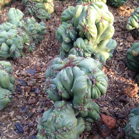 罗汉山影拳 沙漠绿色多肉植物 类似假山 办公室内 仙人球