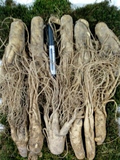 

Женьшень/парк Soil Bent 250 80