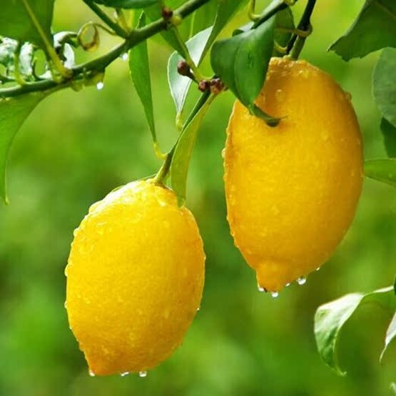 

Растения и деревья для сада Orchard plant