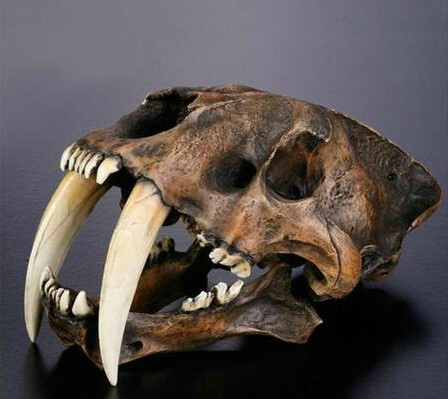 奥格瑞玛 1:1剑齿虎头骨化石模型沥青矿版 超漂亮价