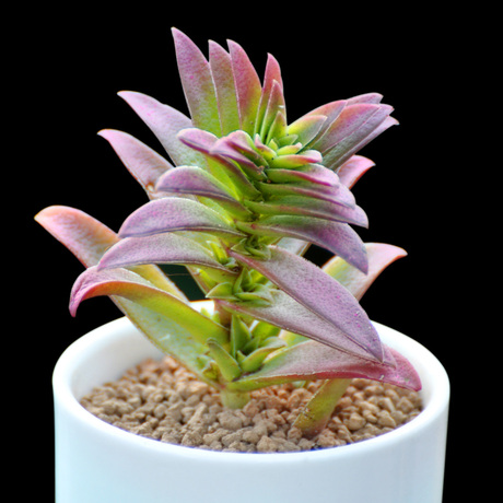 多肉植物 红叶祭 肉肉防辐射盆栽 目前偏绿 多肉大棚直销包邮