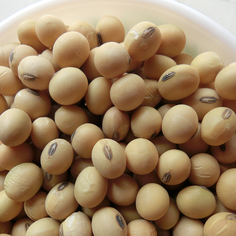 自家留种非转基因有机干黄豆 大豆 可发芽 500g/份