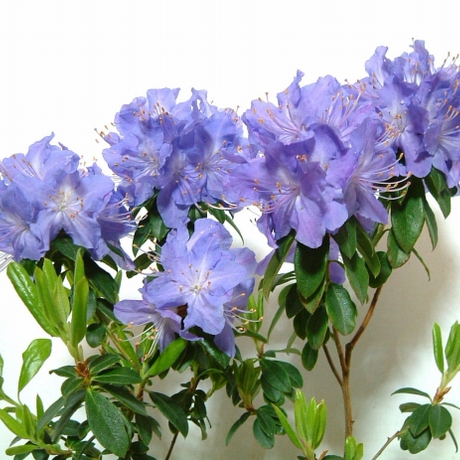 jefferys精选花园植物预定 最蓝的杜鹃 山口湖蓝杜鹃 开花株