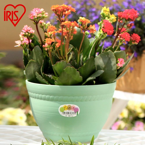 Подлинные цветочные горшки в форме чаши IRIS, горшки-чаши, круглые цветочные горшки, нетоксичные, экологически чистые пластиковые цветочные горшки из смолы.