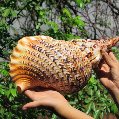 包邮特价天然海螺壳四大名螺之凤尾螺大法螺商务送礼贝壳海螺摆件