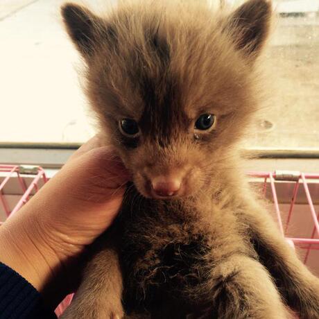 特价包邮 宠物狐狸 咖啡狐