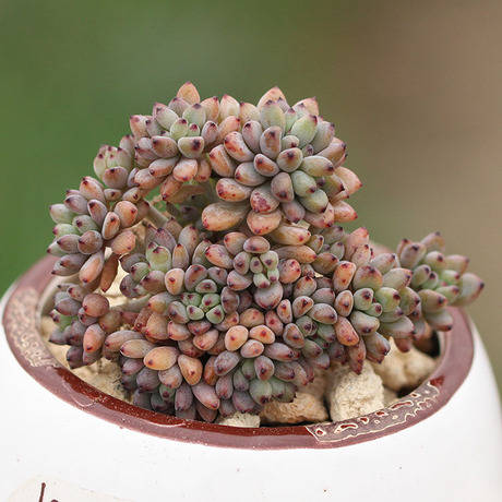 黑莓 黑豆韩国进口多肉植物 群生老桩 状态好 一物一拍