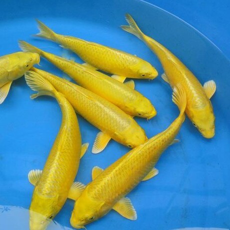 冷水观赏鱼黄金龙凤锦鲤鱼风水鱼金鱼活体小金鱼苗年底特价包邮