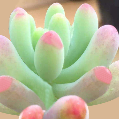 多肉植物玉葡萄 办公桌净化空气防辐射花卉盆景盆栽绿植