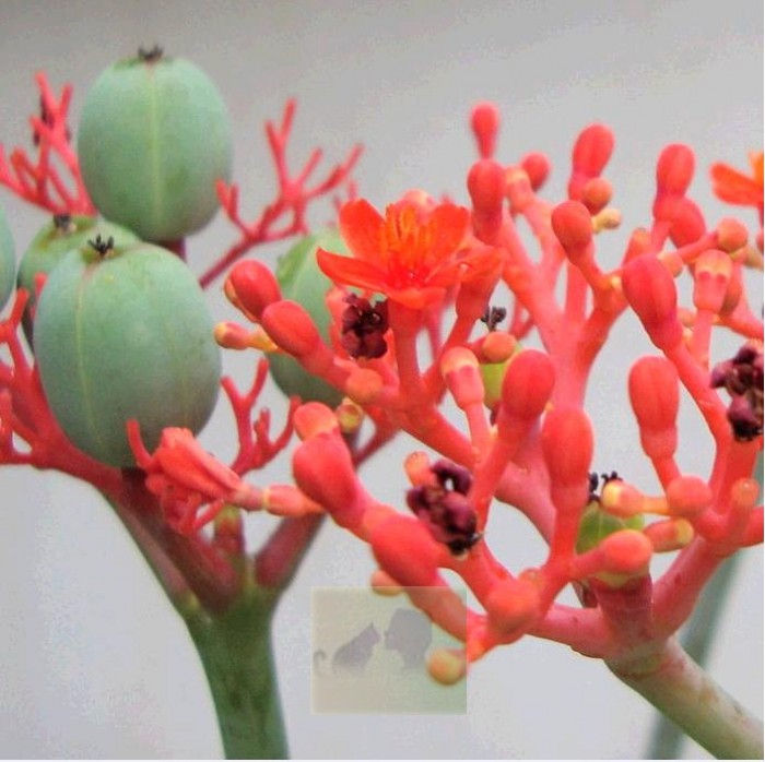 

Семена Jatropha podagrica Buddha Belly Caudex Plant