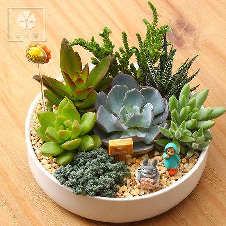 多肉植物组合盆栽套餐雅乐之舞肉肉防辐射植物蓝石莲黄丽桌面盆栽