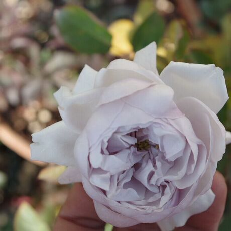 【江南四季园】扡插小苗 灰熊月季花苗