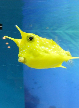 活鲨鱼活体条纹路斑竹狗鲨虎鲨猫鲨鱼斑点鲨小型鲨鱼海水鱼食肉鱼