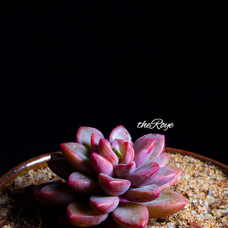 roye多肉 韩国多肉植物 紫心 单头/小群生 - 爱逛街