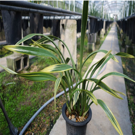 包邮精品植物盆栽兰花墨兰鹤之华兰花苗办公桌花卉鲜花苗阳台绿植