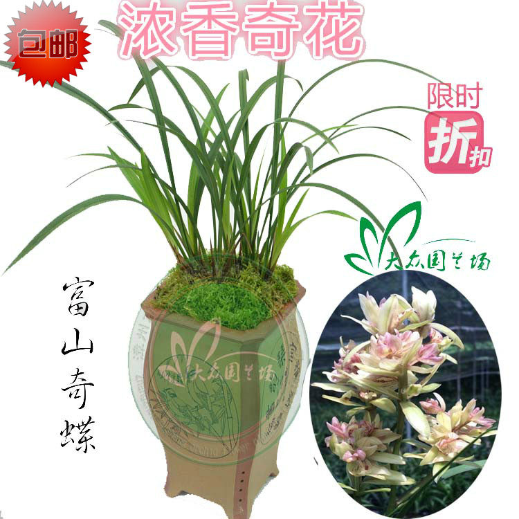 

Orchid