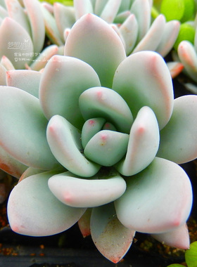 韩国进口 多肉植物 阿兰塔 群月冠 肉肉盆栽 多肉 居家阳台小盆景