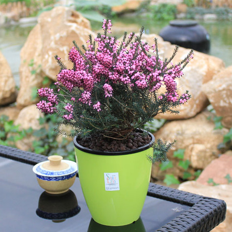 新品 特价! 荷兰进口 欧石楠 绿植花卉 带盆栽好盆花