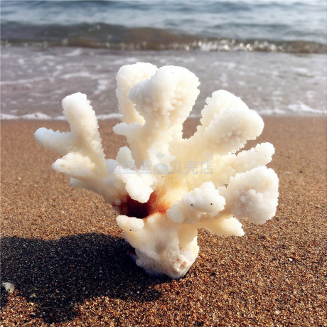 天然白珊瑚枝9-15cm鱼缸造景盆栽摆件家居创意礼品婚礼橱窗道具