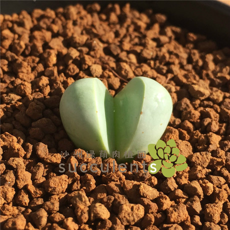 稀有多肉 金铃 金玲番杏科银叶花属 小棵带根 沙洲绿荫