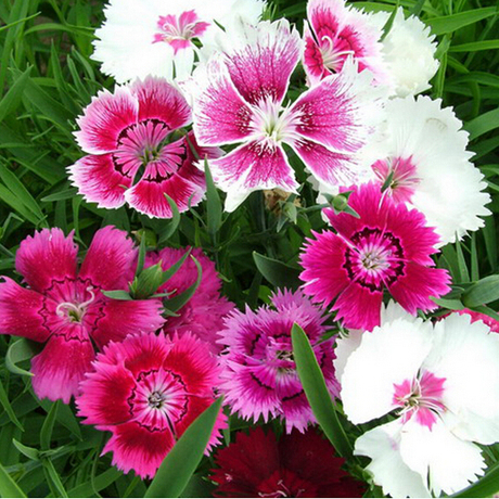 【绿植花卉种子】_花卉绿植种子图片_花卉种子价格_搭配分享 - 爱逛街