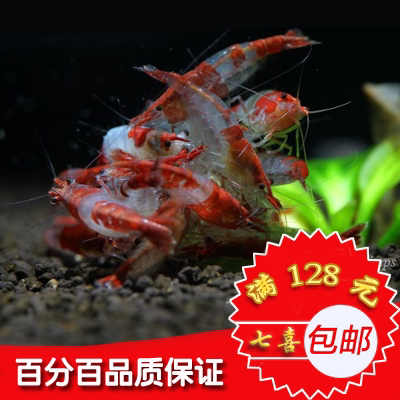 红琉璃虾 活体,七彩红琉璃虾,红琉璃米虾,蓝丝绒基因虾观赏虾