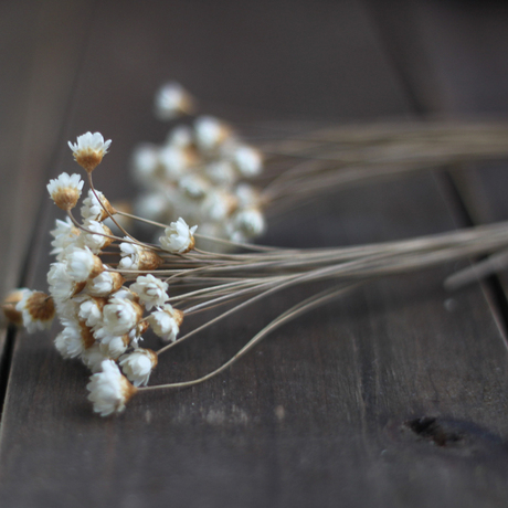 朴房 小雏菊 干花真花永生花 家居装饰 拍摄道具 zakka迷你干花束