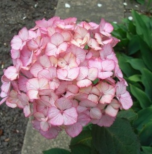 粗齿绣球 &ldquo;珍贵&rdquo;1加仑/2加仑