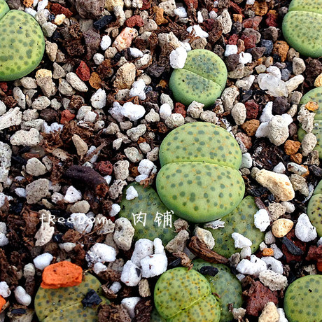 【多肉植物】番杏科 生石花属 c363 黄微纹 开花株/成年株